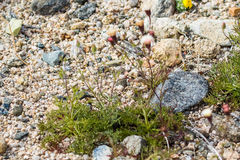 Chaenactis carphoclinia