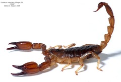 Urodacus manicatus