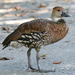 West Indian Whistling-Duck - Photo (c) Dick Daniels, some rights reserved (CC BY-SA)