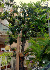 Eriobotrya japonica
