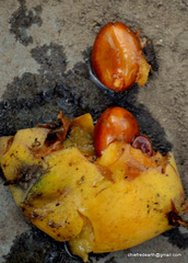 Eriobotrya japonica