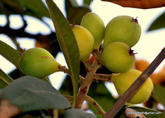 Eriobotrya japonica
