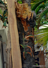 Eriobotrya japonica
