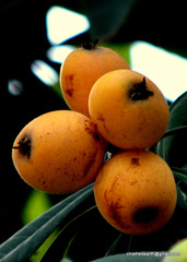 Eriobotrya japonica