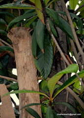 Eriobotrya japonica