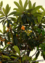 Eriobotrya japonica
