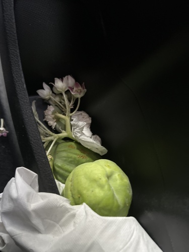 giant milkweed