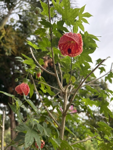 Redvein Abutilon
