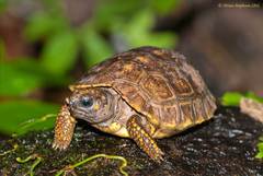 Chelonoidis denticulatus