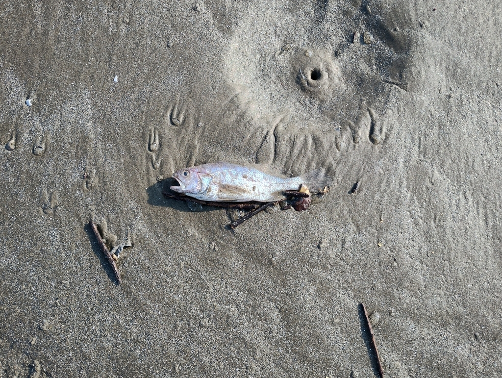 Brazilian stardrum (Stellifer brasiliensis) — Sciaenidae