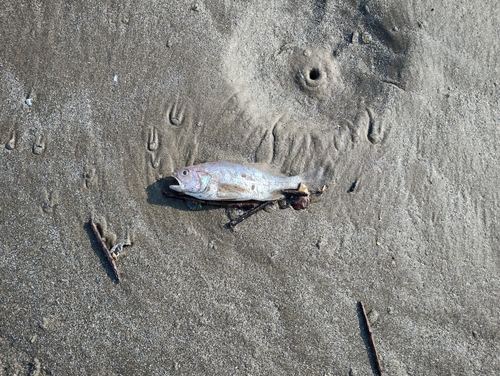 Brazilian stardrum (Stellifer brasiliensis) — Sciaenidae