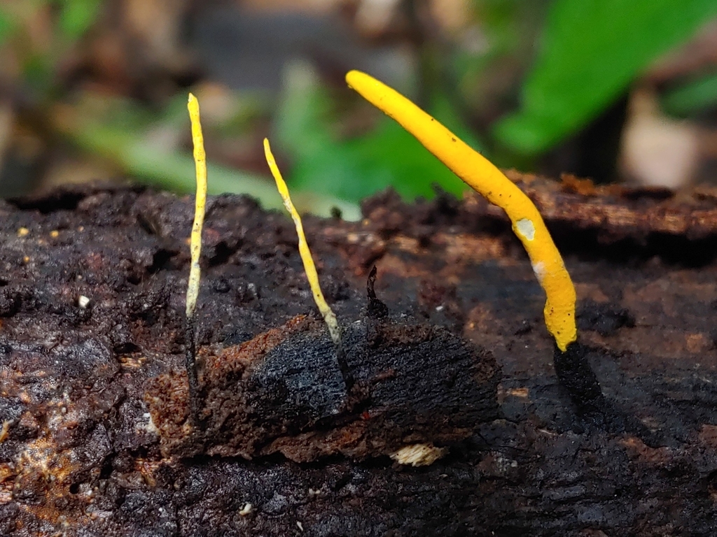 Xylaria lutea