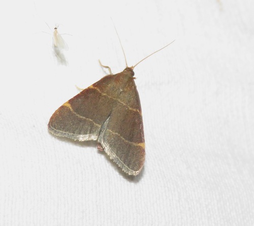 Hypsopygia glaucinalis