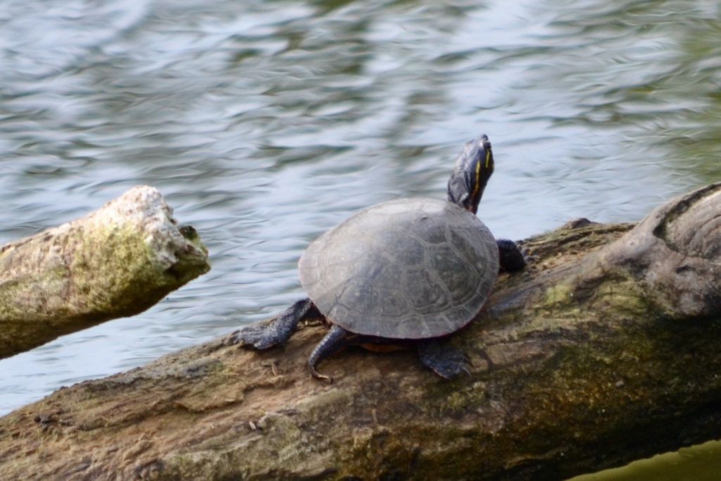 Painted Turtle from DuPage County, US-IL, US on September 22, 2023 at ...