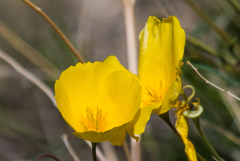 Eschscholzia papastillii