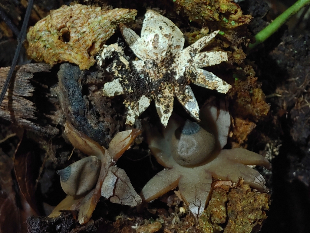 Geastrum lloydianum