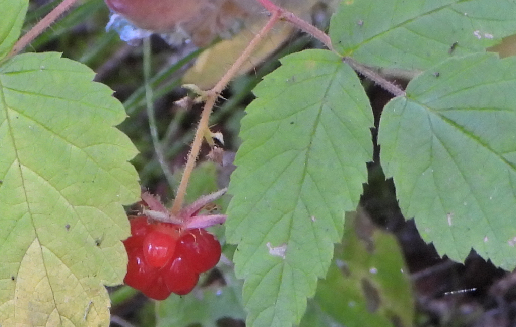 September Red Rasberry red raspberry from Improvement District No. 9, AB T0L, Canada on ...