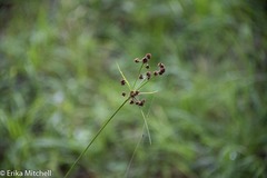 Scirpus hattorianus