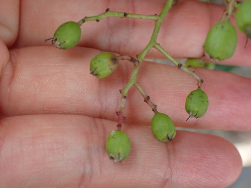 iNaturalist observation photo of Toyon Fruit Gall Midge