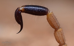 Isometroides angusticaudus