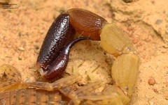 Isometroides vescus