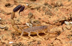 Isometroides angusticaudus