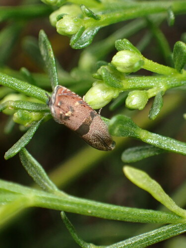 iNaturalist observation photo of Filbertworm Moth