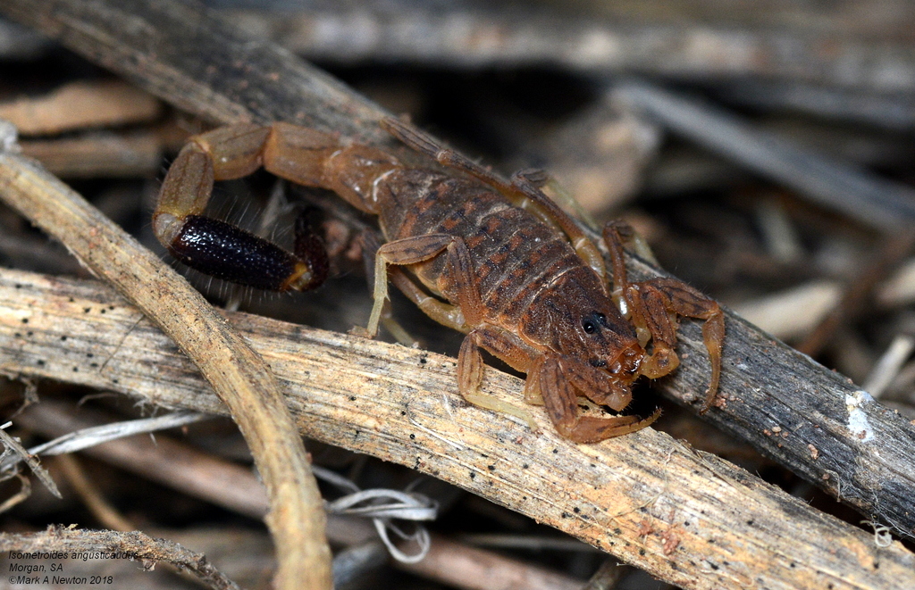 Spider-hunting Scorpions