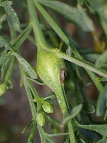 iNaturalist observation photo of Coyote Brush Stem Gall Moth