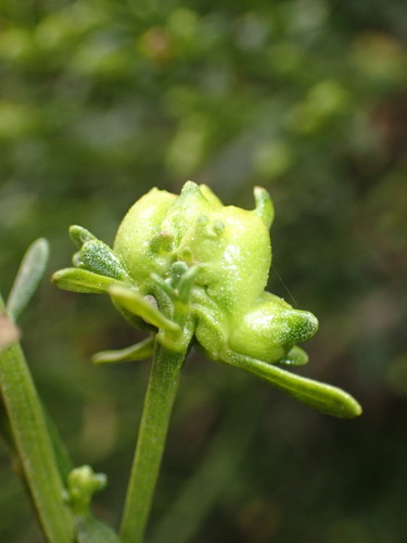 iNaturalist observation photo of Coyote Brush Bud Gall Midge