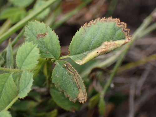 iNaturalist observation photo of Coptotriche