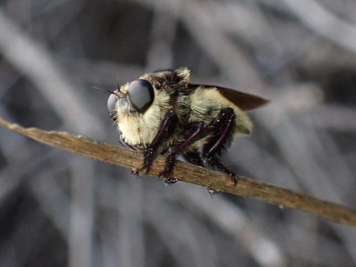 iNaturalist observation photo of Golden-tailed Beebandit