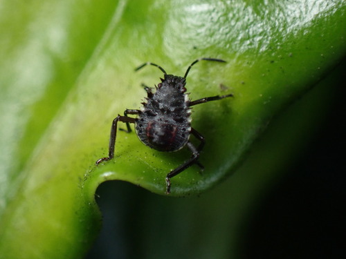 iNaturalist observation photo of Brown Marmorated Stink Bug