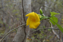 Tabernaemontana glabra