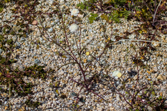 Chaenactis carphoclinia