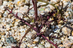 Chaenactis carphoclinia