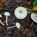 Agaricus candussoi - Photo 由 Kurt Miller 所上傳的 (c) Kurt Miller，保留部份權利CC BY-NC