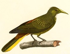 Dusky-Green Oropendola photo 1
