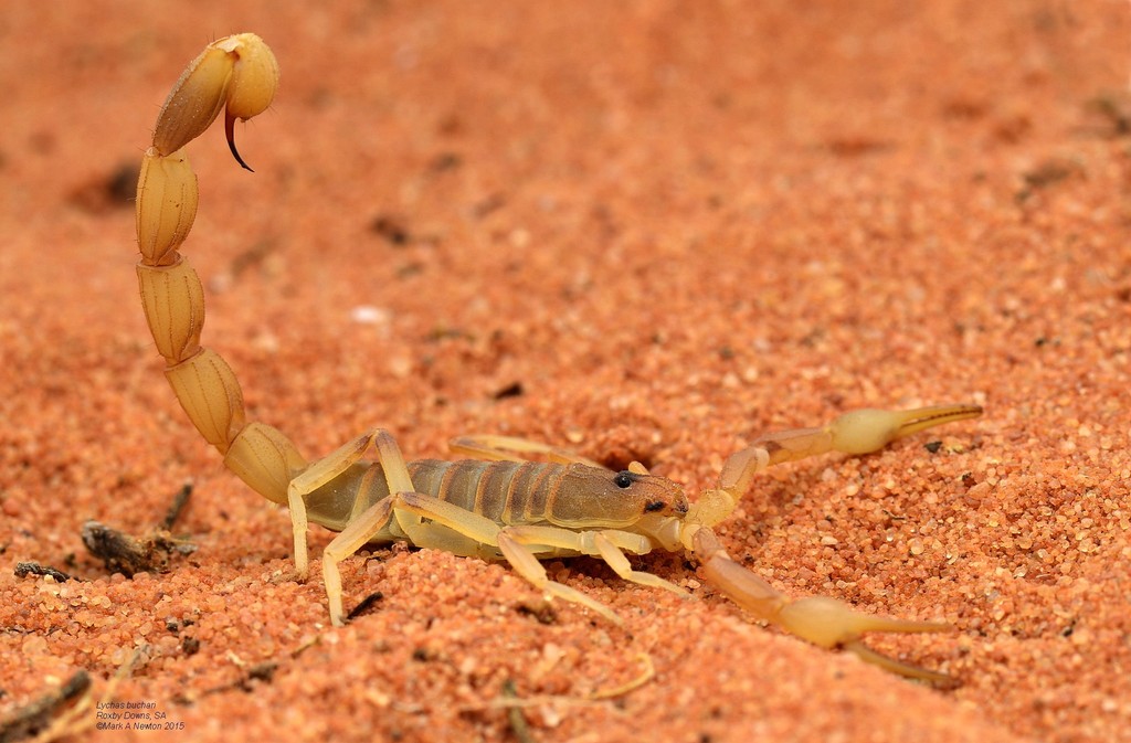 yellow sand scorpion