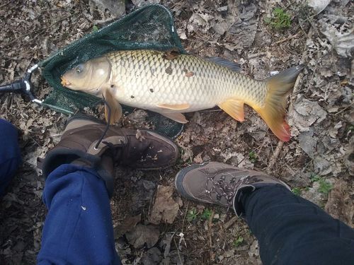 Cyprinus carpio
