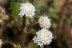 Chaenactis artemisiifolia