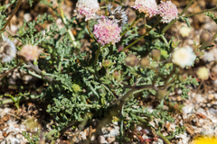 Chaenactis artemisiifolia