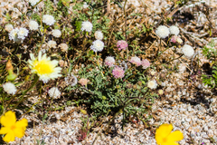 Chaenactis artemisiifolia