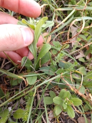 Lithospermum matamorense