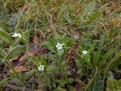 Lithospermum matamorense