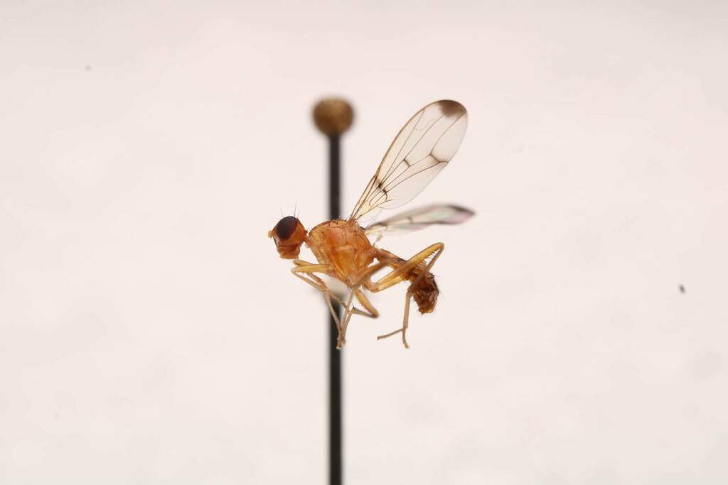 Odontomera ferruginea