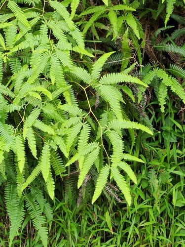 Image of Gleichenella pectinata by (c) Jo Roberts, some rights reserved (CC BY)