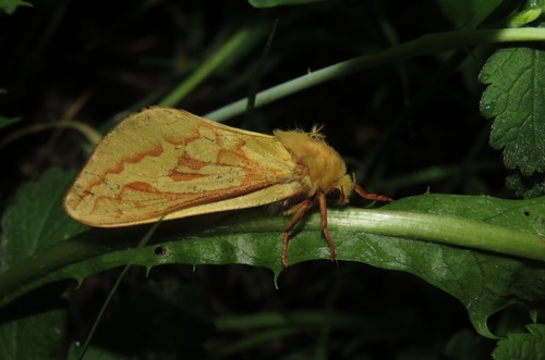 Hepialus humuli