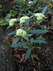 Hylotelephium viviparum