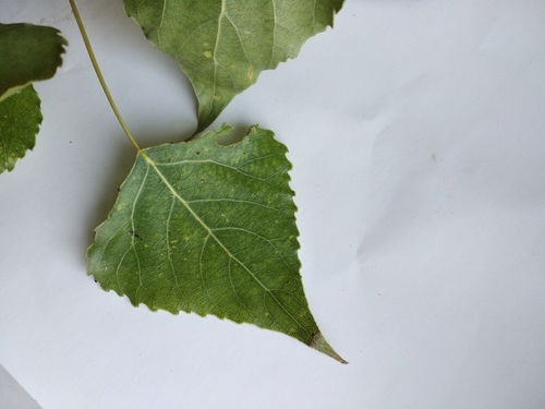 Hybrid Black-poplar